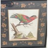 George Edwards, First Black-Capped Lory, hand coloured engraving 1744, 23 x 18cm, within a
