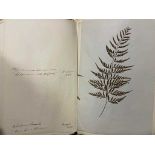 A collection of dried fern specimens, 19th century, mounted to paper leaves, within loose covers,