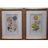 Two botanical coloured prints taken from The Floricultural Cabinet Magazine; to include, D. Hayes,