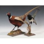 Taxidermy, a modern full mount pheasant, a magpie and a squirrel (3)