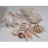 A collection of shells including a conch shell