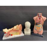 Two medical educational aids, one showing the internal organs of the torso and a second the inner