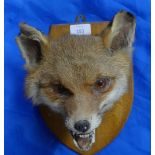 A mid 20th century taxidermy Fox (Vulpes vulpes) Mask, modelled with open mouth and looking straight