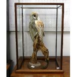 Taxidermy: Early 20th century cased Barn Owl (Tito alba), perched on stump, in glazed display