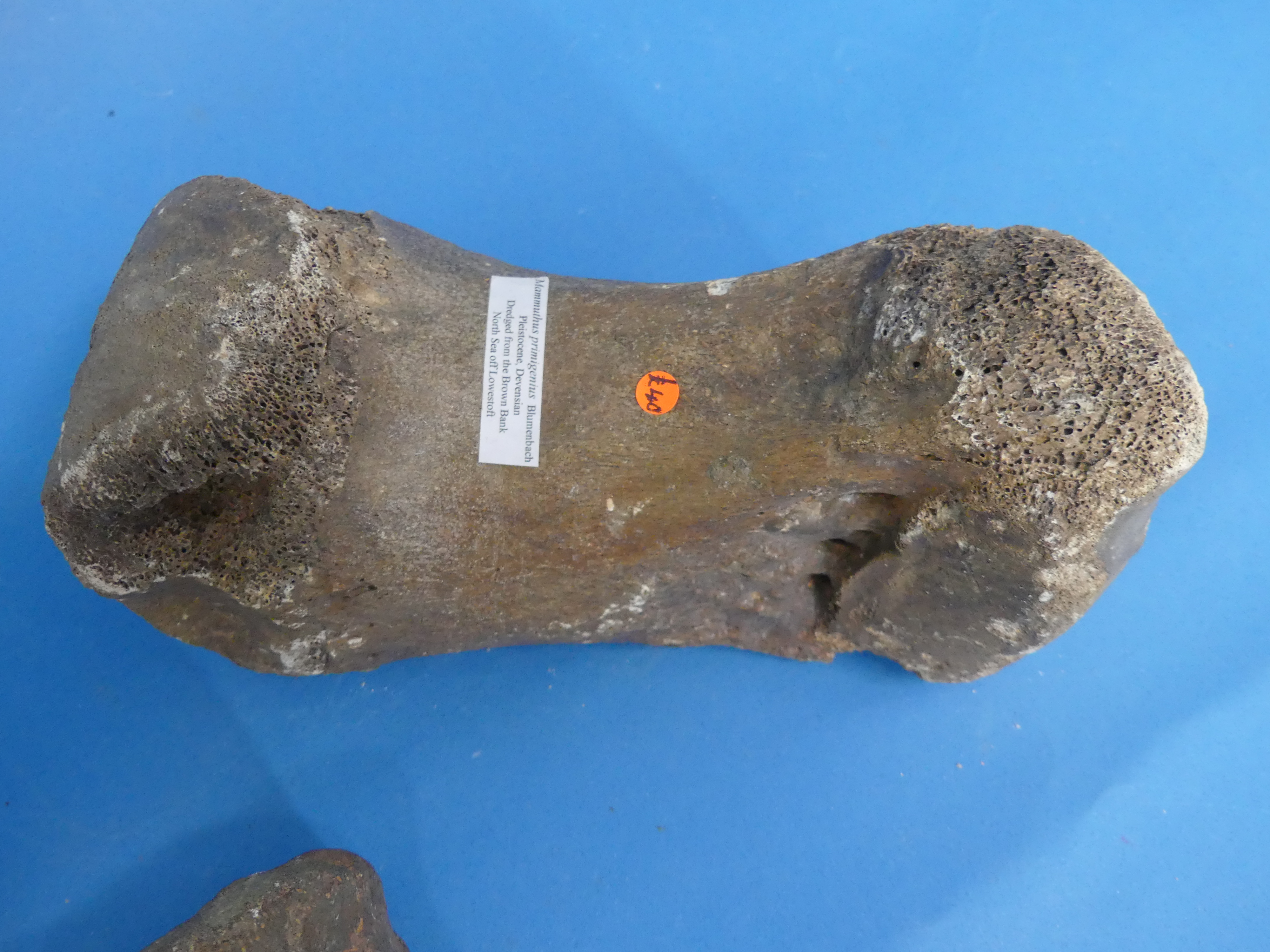 Natural History, Paleontology and Minerals; Two Iguanodon Bone Fossil Specimens, Cretaceous - Image 7 of 8