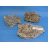 Natural History, Paleontology and Minerals; Two Triassic Age 'Bone Bed' Fossil Specimens, the