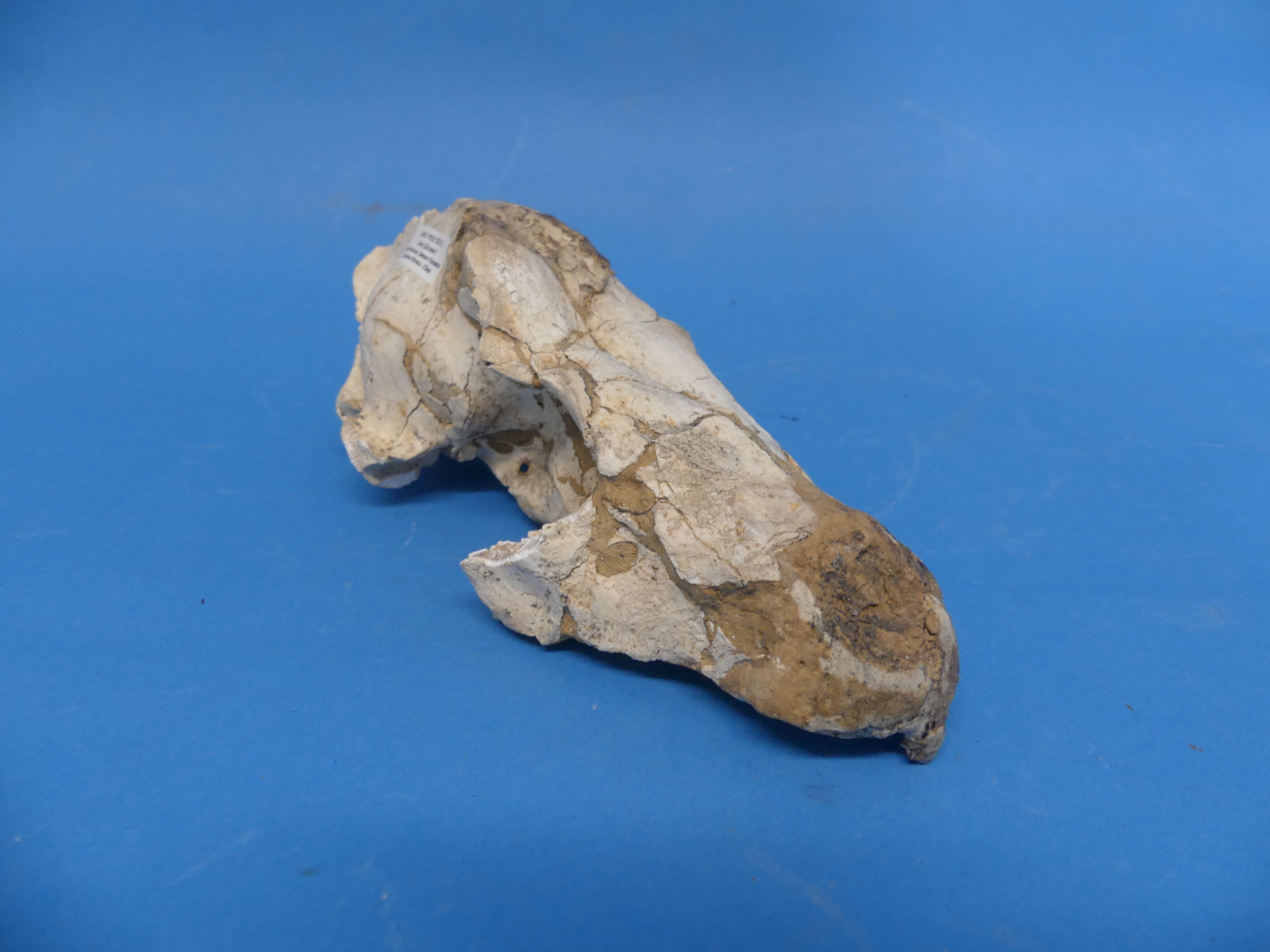 Natural History, Paleontology and Minerals; An Early Wolf (CANIS FALCONERI) Skull, Early Pleistocene - Image 2 of 12