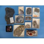 Natural History, Paleontology and Minerals; A collection of Agatised Coral Specimens, various