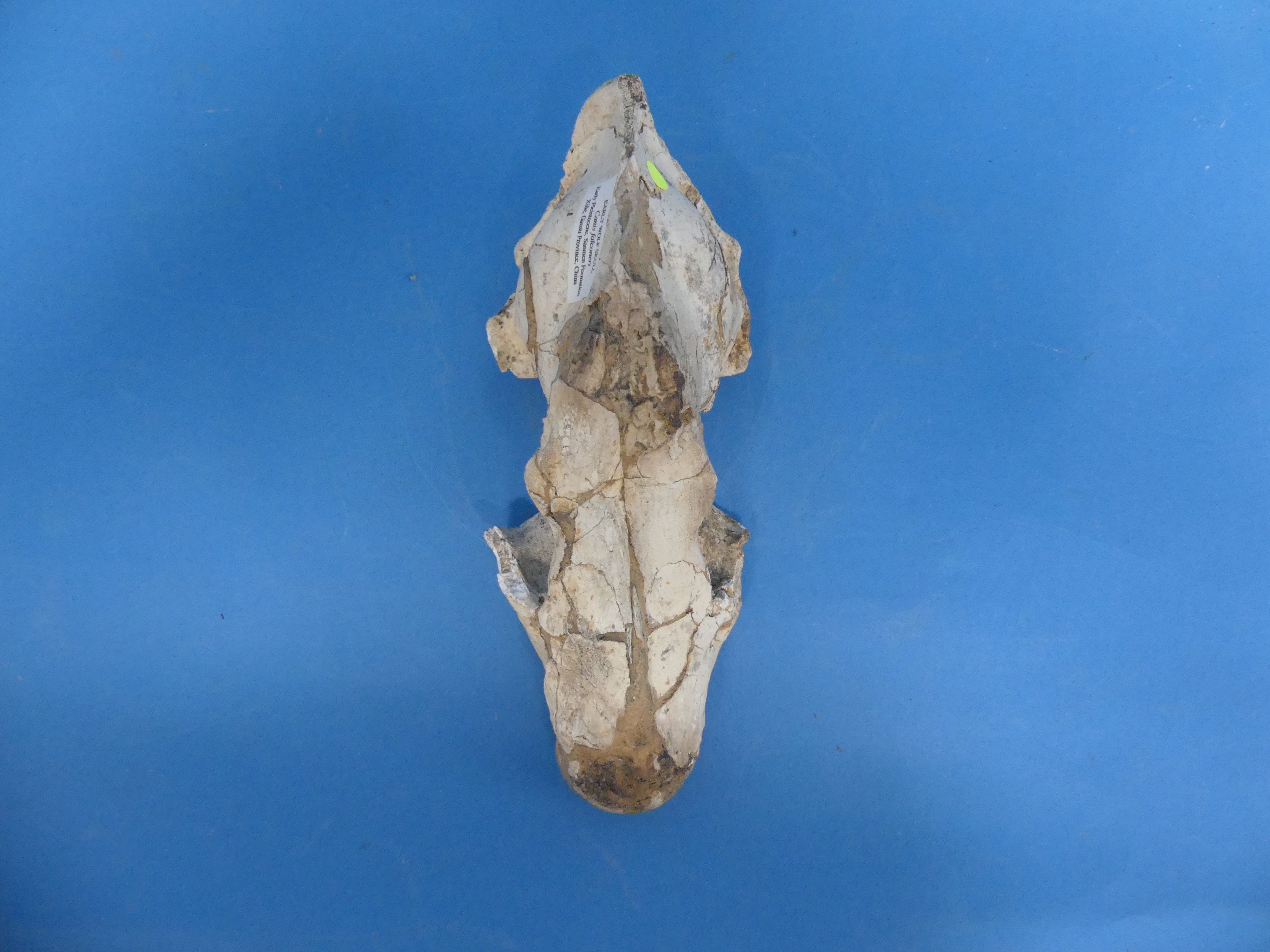 Natural History, Paleontology and Minerals; An Early Wolf (CANIS FALCONERI) Skull, Early Pleistocene - Image 5 of 12