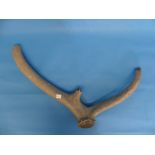 Natural History, Paleontology and Minerals; A Red Deer (CERVUS ELEPHUS) left Antler, Upper