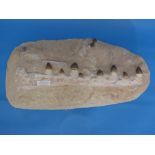 Natural History, Paleontology and Minerals; A Mosasaur Jaw in Matrix, Late Cretaceous Period, approx