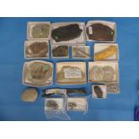 Natural History, Paleontology and Minerals; A collection of seventeen small Fossil Specimens,