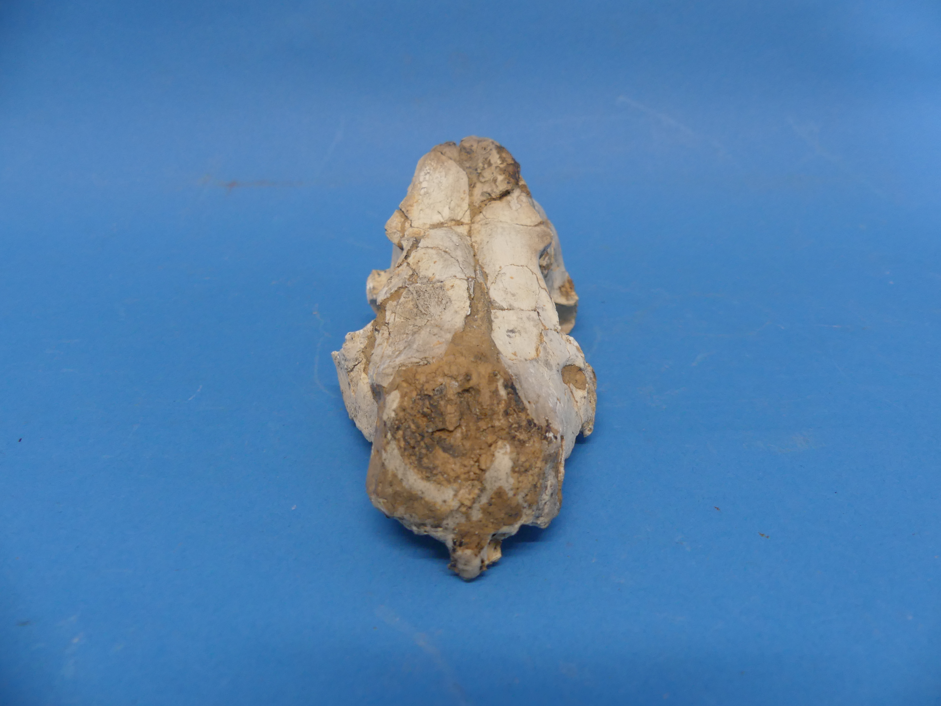 Natural History, Paleontology and Minerals; An Early Wolf (CANIS FALCONERI) Skull, Early Pleistocene - Image 3 of 12