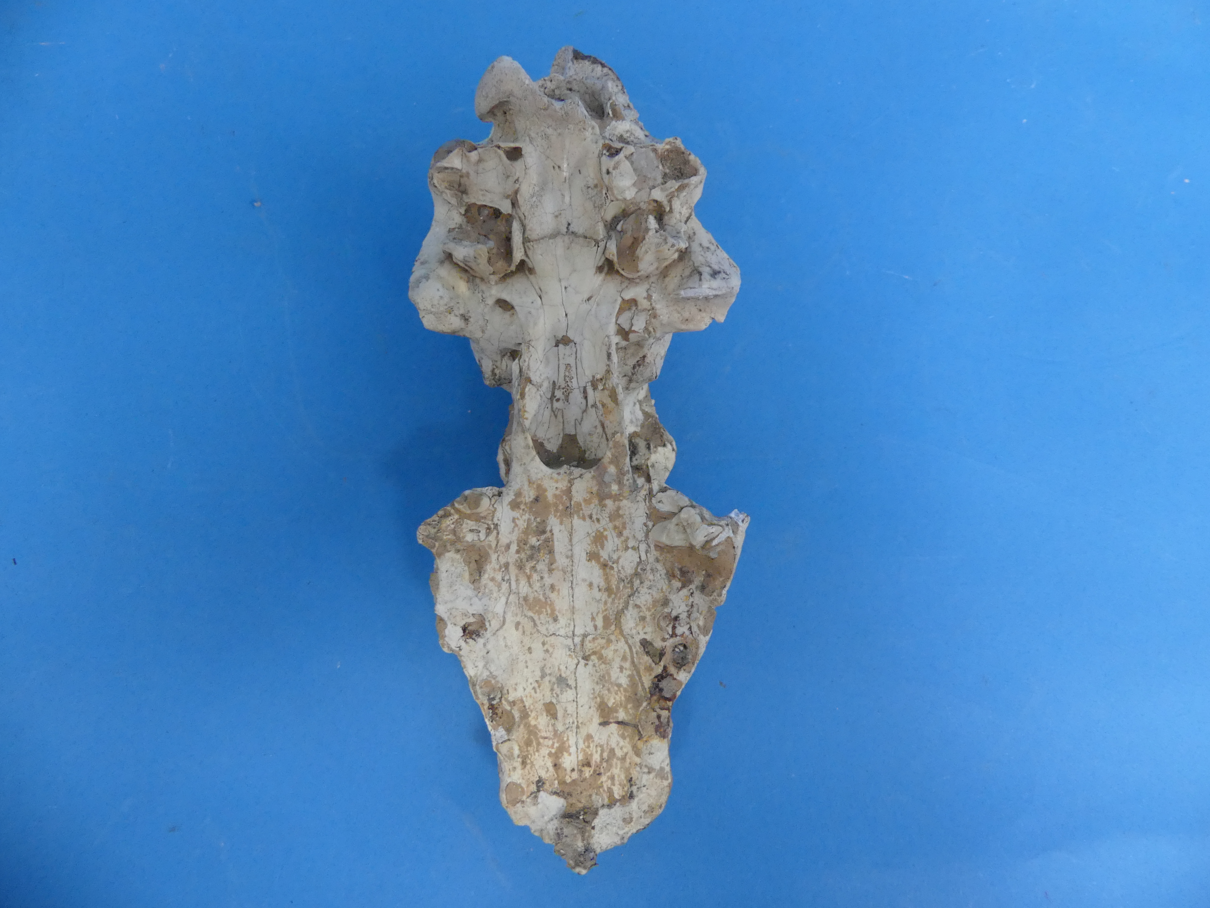 Natural History, Paleontology and Minerals; An Early Wolf (CANIS FALCONERI) Skull, Early Pleistocene - Image 12 of 12