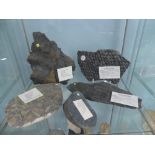 Natural History, Paleontology and Minerals; A collection of Fossilised Plant and Coral Specimens (