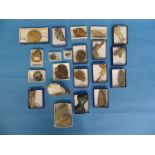 Natural History, Paleontology and Minerals; A collection of twenty-one various Fossil Specimens,