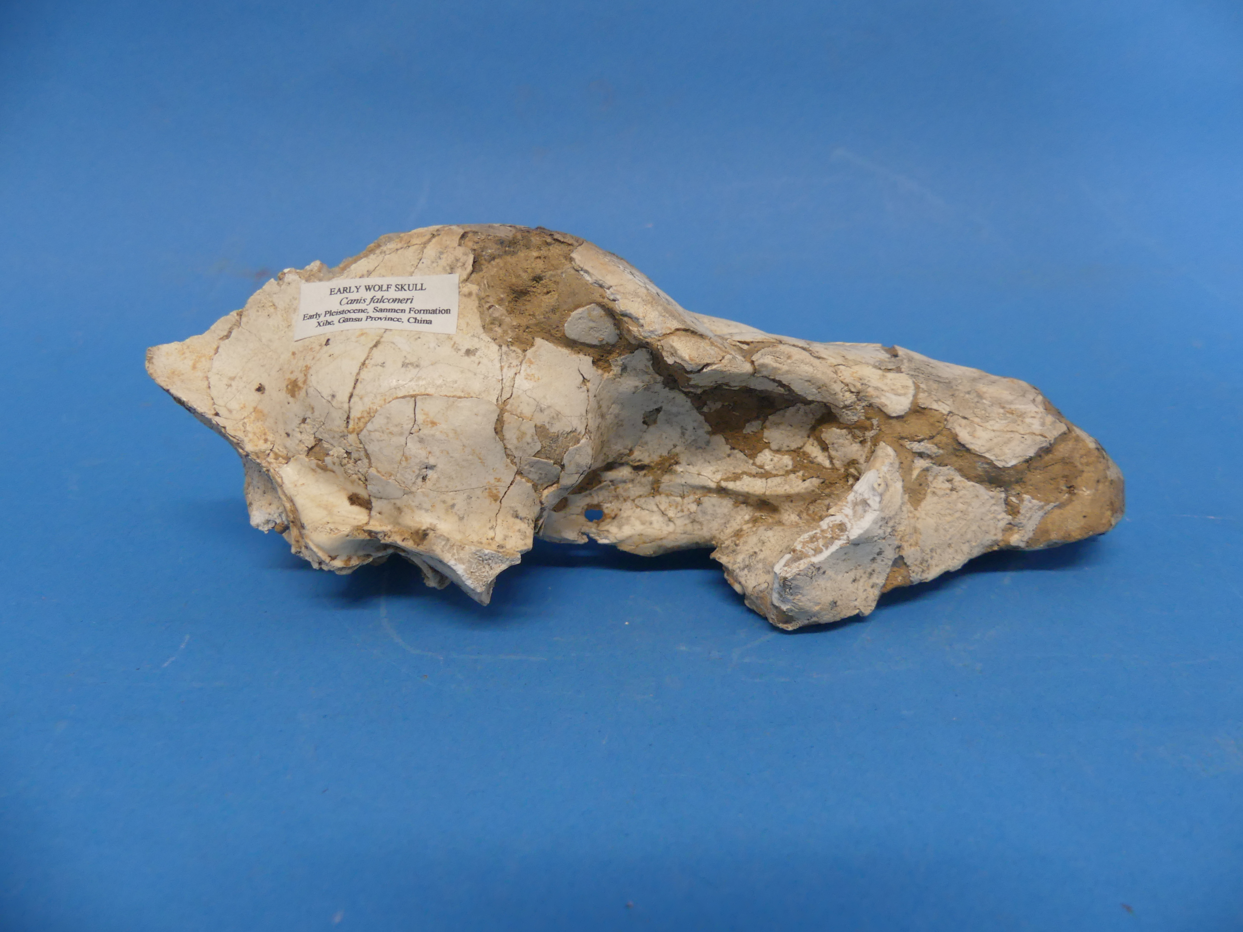 Natural History, Paleontology and Minerals; An Early Wolf (CANIS FALCONERI) Skull, Early Pleistocene - Image 7 of 12