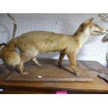 A taxidermy Fox, on wooden base, 26in (66cm) long x 18in (45.5cm) high.