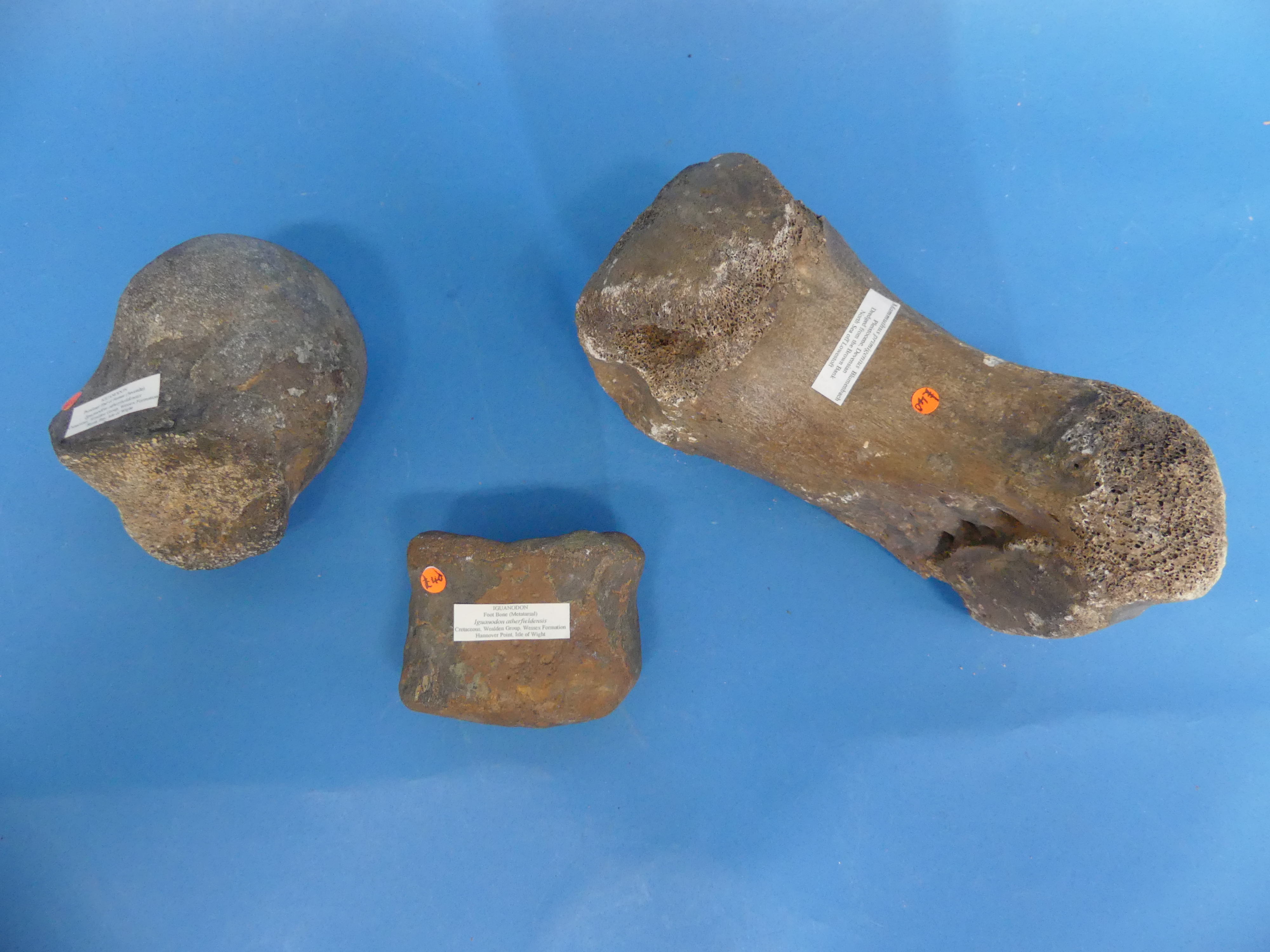 Natural History, Paleontology and Minerals; Two Iguanodon Bone Fossil Specimens, Cretaceous - Image 2 of 8