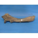 Natural History, Paleontology and Minerals; A Woolly Rhinoceros (COELODONTA ANTIQUITATIS) Ulna Bone,