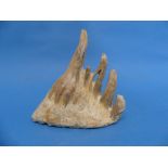 Natural History, Paleontology and Minerals; A Juvenile Woolly Mammoth (MAMMUTHUS PRIMIGENIUS) Tooth,