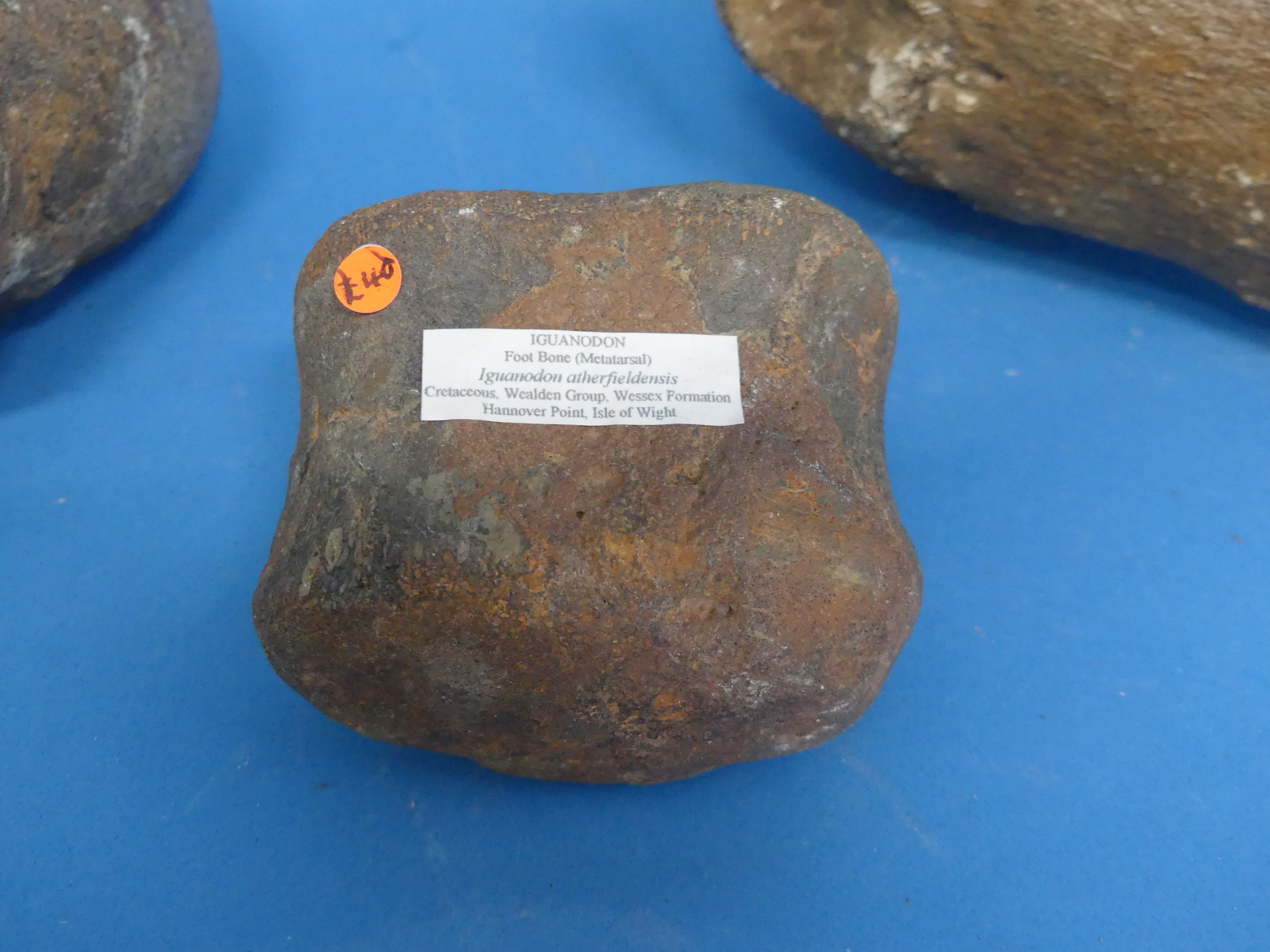 Natural History, Paleontology and Minerals; Two Iguanodon Bone Fossil Specimens, Cretaceous - Image 3 of 8