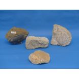 Natural History, Paleontology and Minerals; A Fossil Bivalve, probably early Jurassic Period, approx