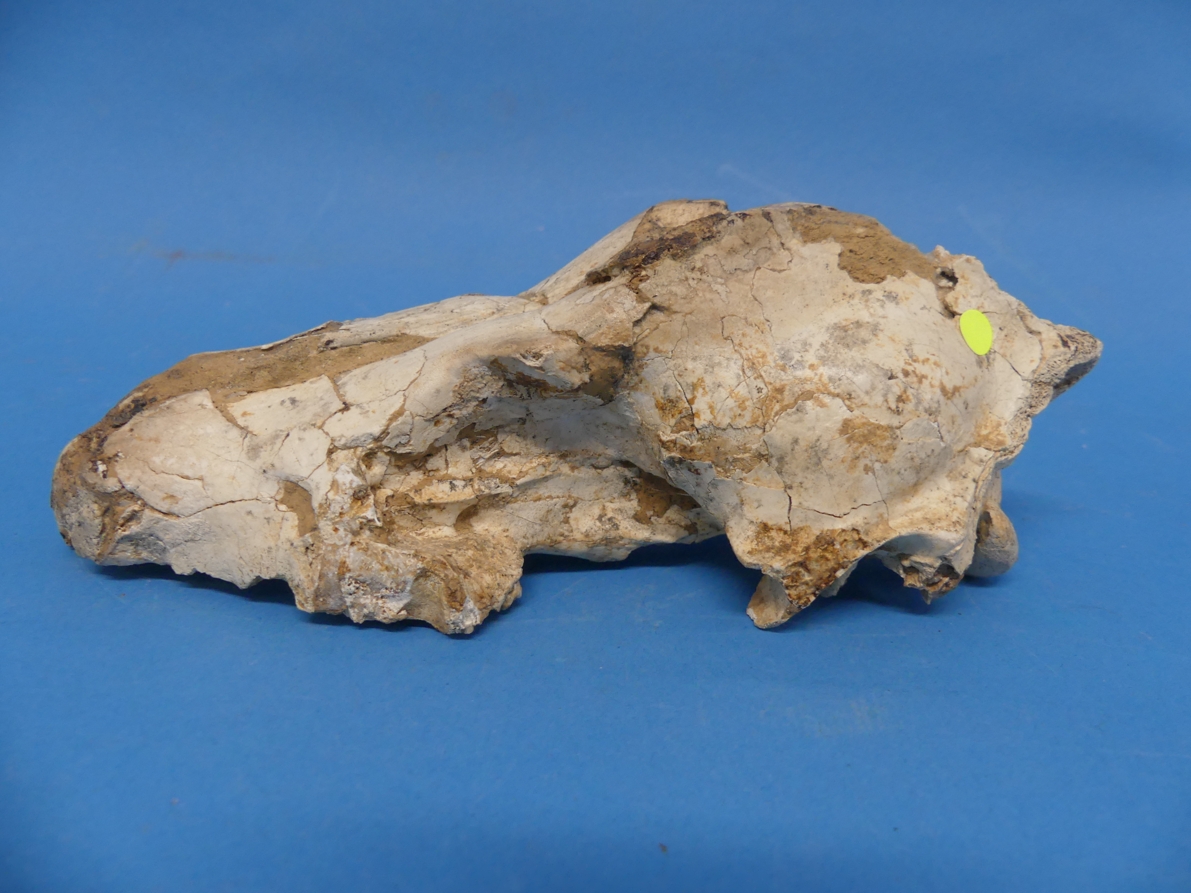 Natural History, Paleontology and Minerals; An Early Wolf (CANIS FALCONERI) Skull, Early Pleistocene - Image 9 of 12