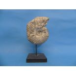 Natural History, Paleontology and Minerals; An Ammonite Fossil, early Cretaceous Period, approx