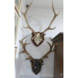 A pair of seven point Antlers, mounted on a shield-shaped oak plaque carved with oak-leaf
