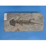 Natural History, Paleontology and Minerals; A Fossil Amphibian (LETOVERPETON (DISCOSAURISCUS)