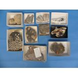 Natural History, Paleontology and Minerals; A collection of Agatised Coral Specimens, various