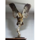 Taxidermy; A study of Tawny Owl (Strix Aluco), modelled with outstretched wings, on naturalistic