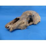 Natural History, Paleontology and Minerals; A Cave Bear (URSUS SPELAEUS) Skull, Pleistocene