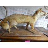 A taxidermy Fox, on wooden base, 26in (66cm) long x 18in (45.5cm) high.