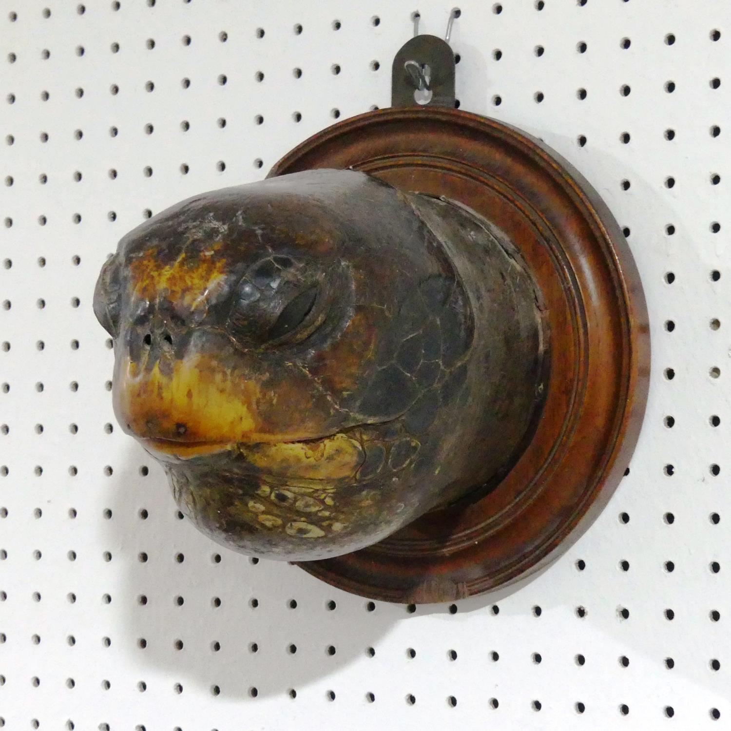 Taxidermy; A Victorian Turtle head mounted on a Plinth, the oak plinth adapted for wall hanging,