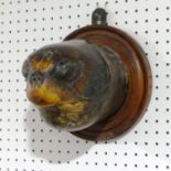 Taxidermy; A Victorian Turtle head mounted on a Plinth, the oak plinth adapted for wall hanging,