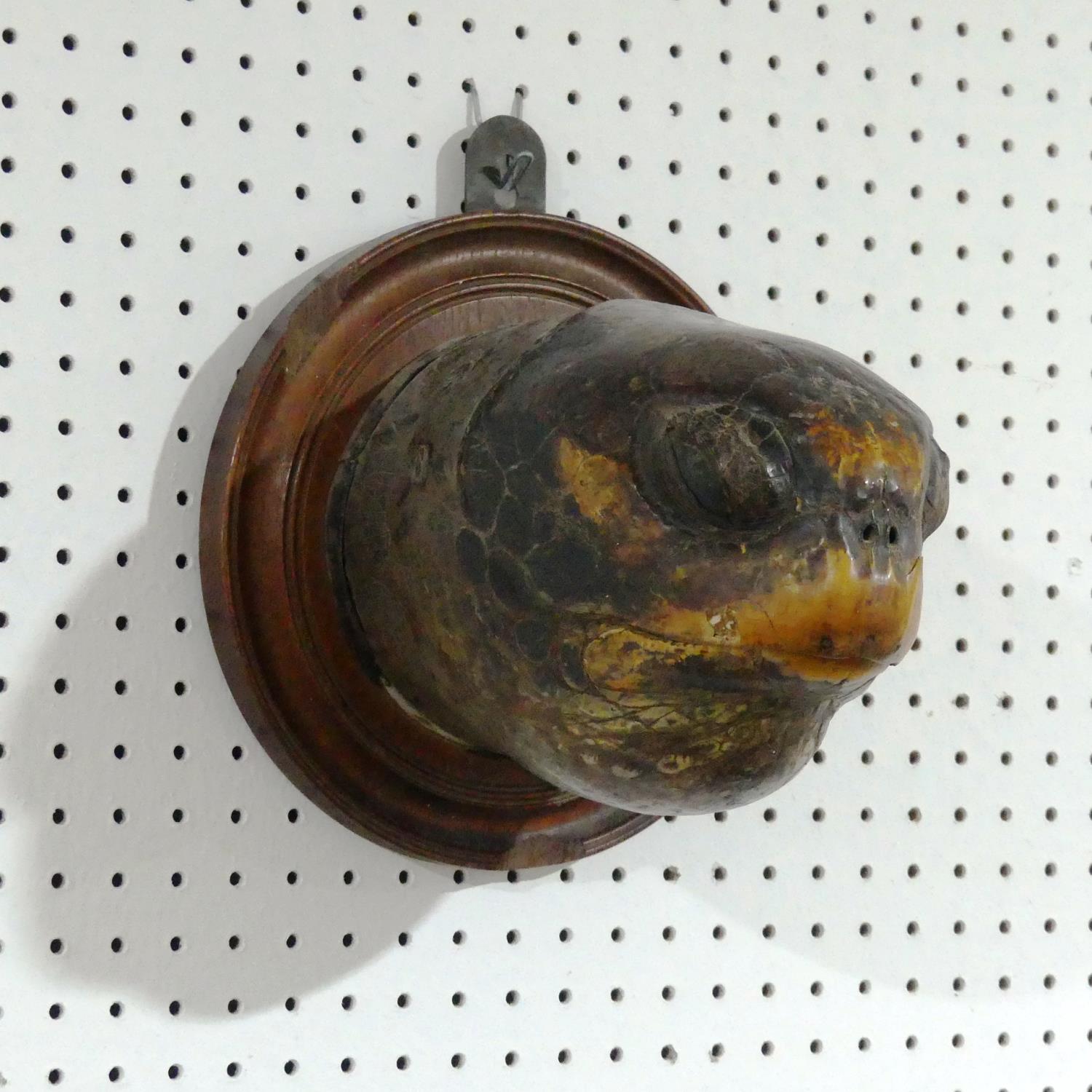 Taxidermy; A Victorian Turtle head mounted on a Plinth, the oak plinth adapted for wall hanging, - Image 2 of 3