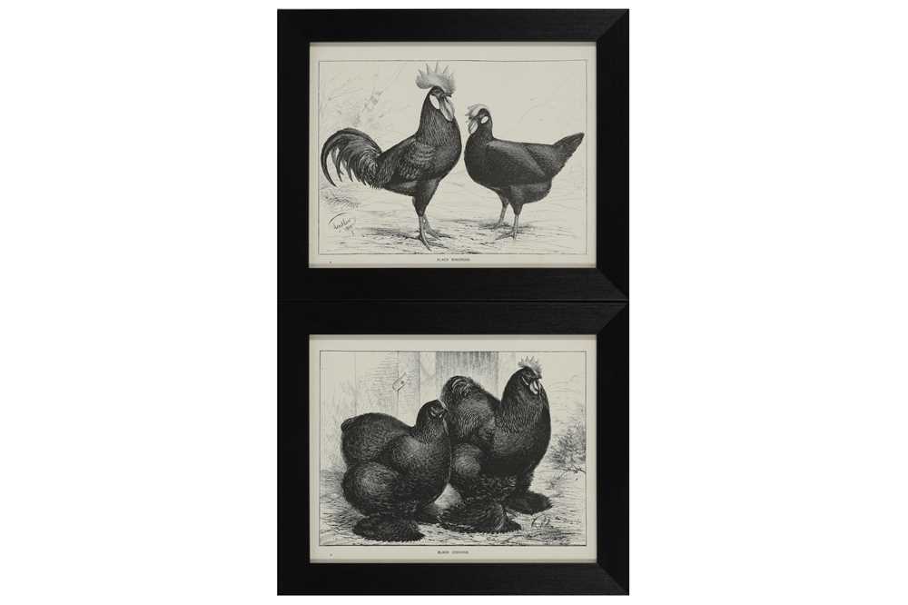 A COLLECTION OF TWELVE BLACK AND WHITE LITHOGRAPHIC PRINTS OF POULTRY, EARLY 20TH CENTURY - Image 6 of 6