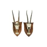 TAXIDERMY: A PAIR OF HUNTING TROPHY SKULLS AND HORNS, (SPEKES GAZELLE)