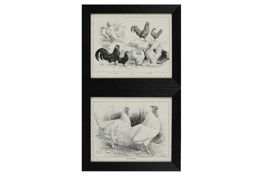 A COLLECTION OF TWELVE BLACK AND WHITE LITHOGRAPHIC PRINTS OF POULTRY, EARLY 20TH CENTURY