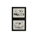 A COLLECTION OF TWELVE BLACK AND WHITE LITHOGRAPHIC PRINTS OF POULTRY, EARLY 20TH CENTURY