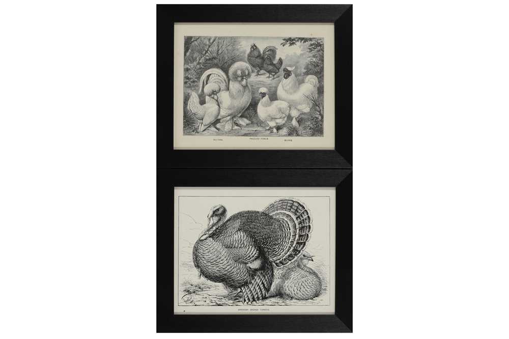 A COLLECTION OF TWELVE BLACK AND WHITE LITHOGRAPHIC PRINTS OF POULTRY, EARLY 20TH CENTURY - Image 2 of 6