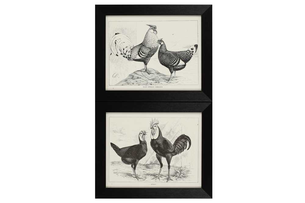 A COLLECTION OF TWELVE BLACK AND WHITE LITHOGRAPHIC PRINTS OF POULTRY, EARLY 20TH CENTURY - Image 4 of 6