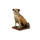 TAXIDERMY: A SEATED DOG