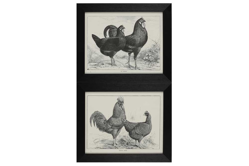 A COLLECTION OF TWELVE BLACK AND WHITE LITHOGRAPHIC PRINTS OF POULTRY, EARLY 20TH CENTURY - Image 3 of 6