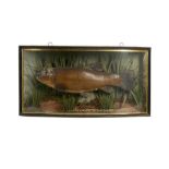 TAXIDERMY: A CASED TENCH, EARLY 20TH CENTURY