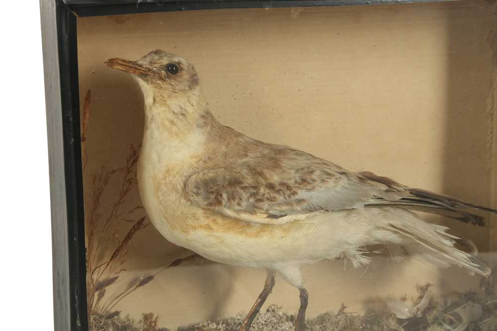 TAXIDERMY: A BLACK HEADED GULL, 19TH CENTURY - Image 4 of 4