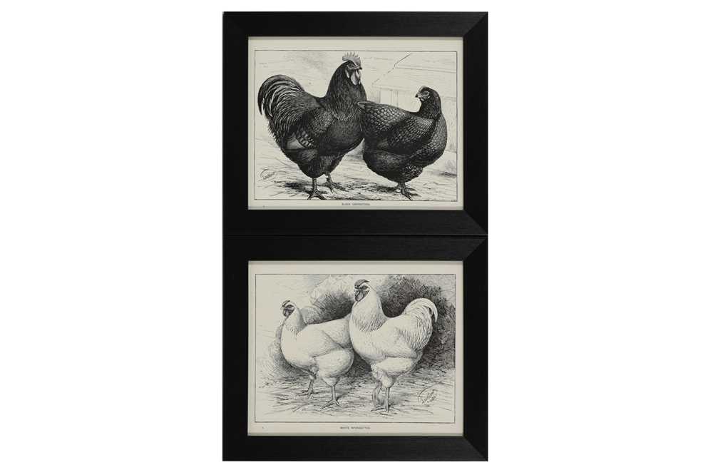 A COLLECTION OF TWELVE BLACK AND WHITE LITHOGRAPHIC PRINTS OF POULTRY, EARLY 20TH CENTURY - Image 5 of 6