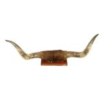 TAXIDERMY: A PAIR OF HIGHLAND CATTLE HORNS